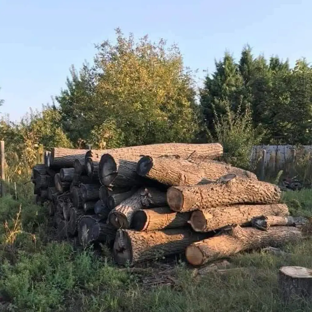 Az Edile IMB Kft. által kivágott és precízen darabolt vastag farönkök – szakszerű fakivágás eredménye.