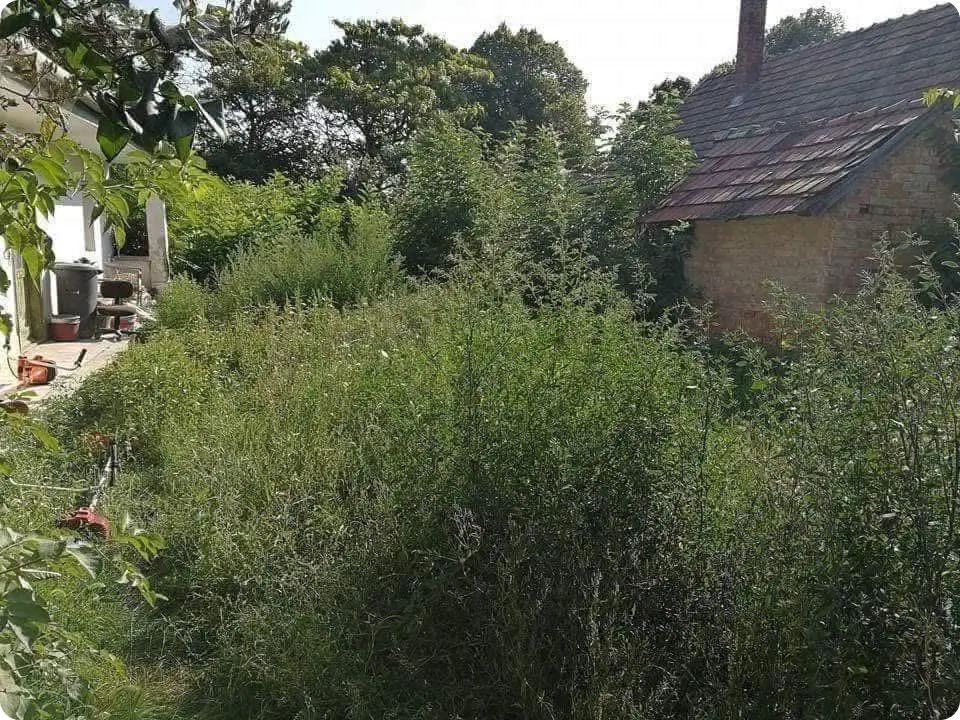 Magasan elgazosodott udvar, rendezetlen fű és elhanyagolt zöldfelület egy lakóház előtt a munka megkezdése előtt.