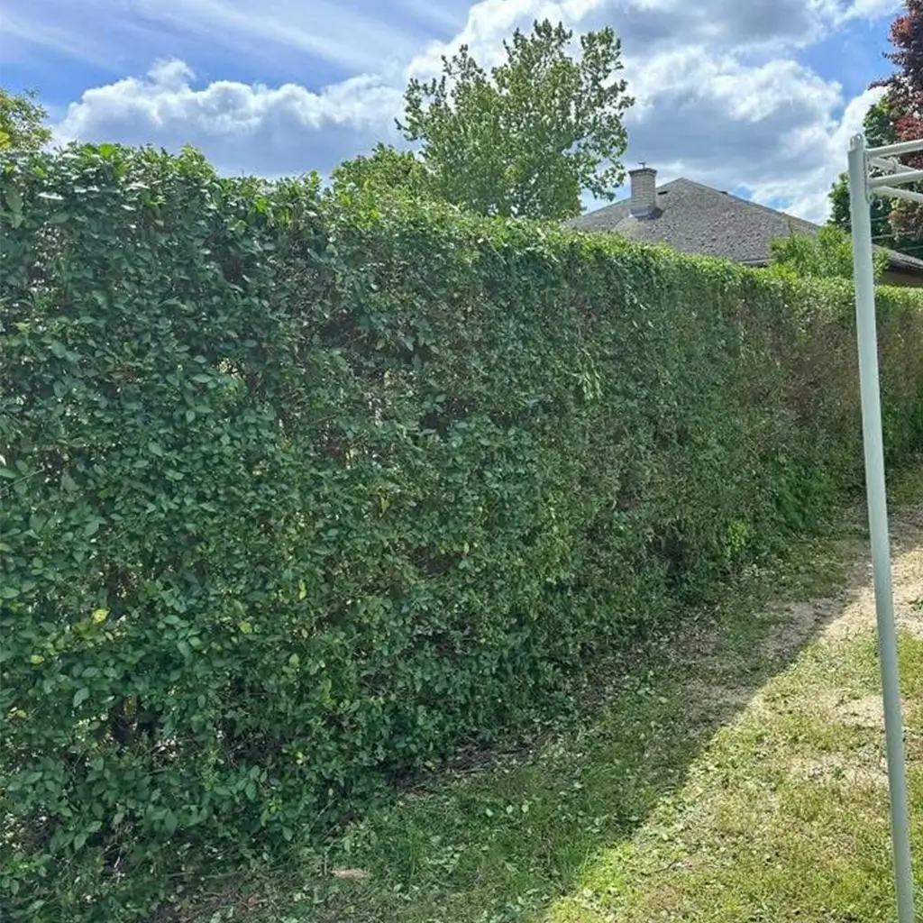 Egyenletesen nyírt, ápolt sövény gondozott kertben